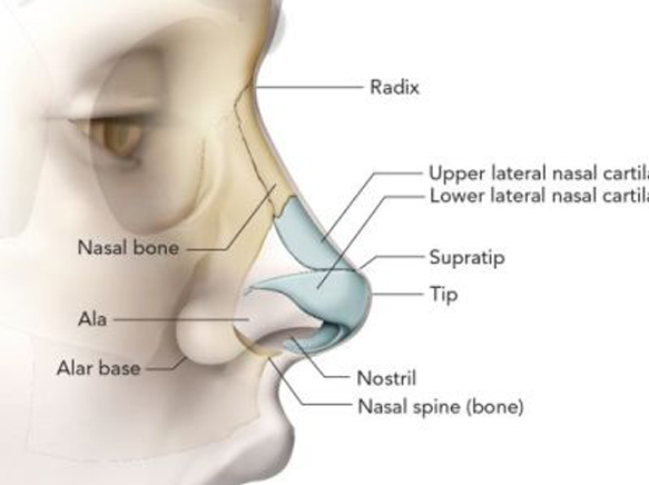 鼻頭塑型手術